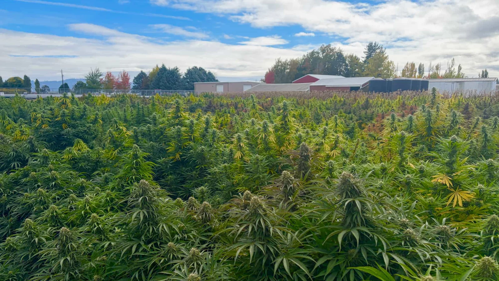 Campo de cânhamo da GTR Seeds, a marca da Oregon CBD, em Monmouth, Oregon