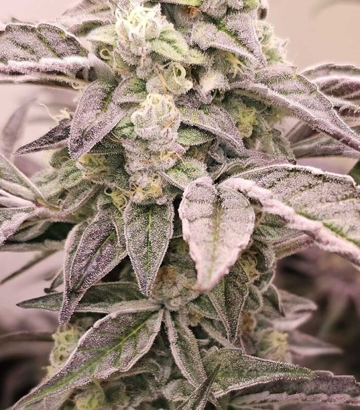 Sementes feminizadas Guava Runtz – Karma Genetics