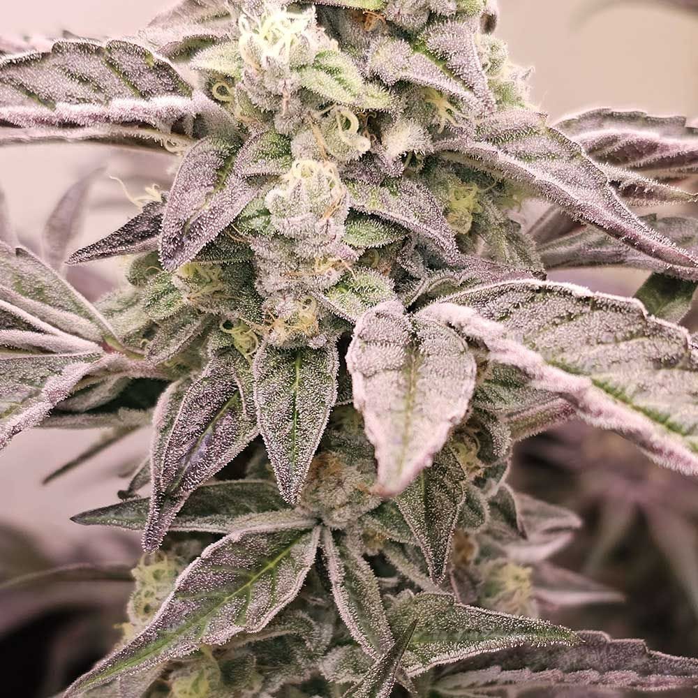 Sementes feminizadas Guava Runtz – Karma Genetics
