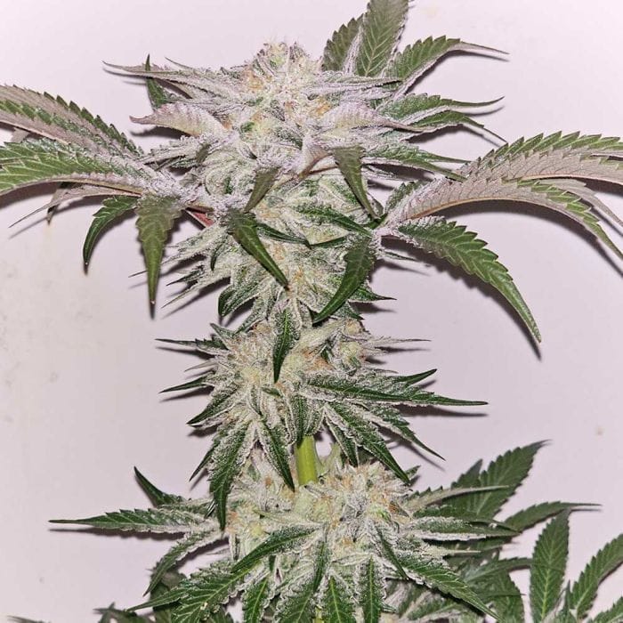 Sementes feminizadas Hindu Runtz – Karma Genetics