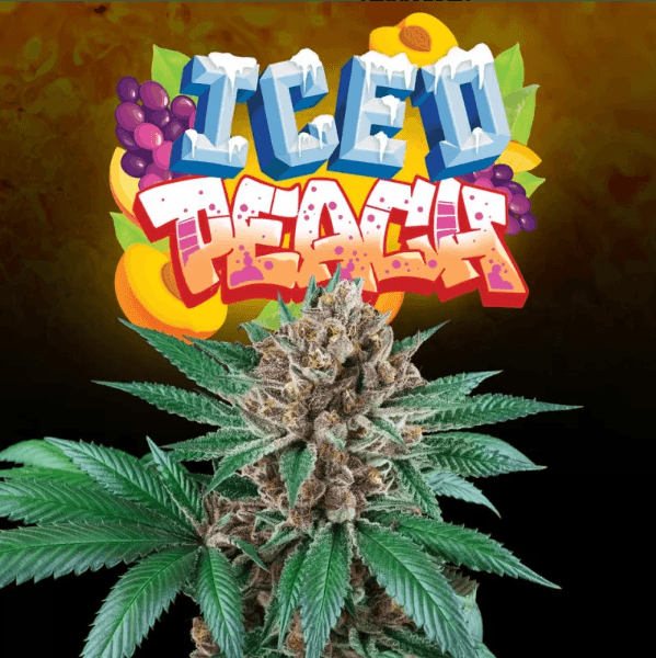Sementes feminizadas Iced Peach – Perfect Tree