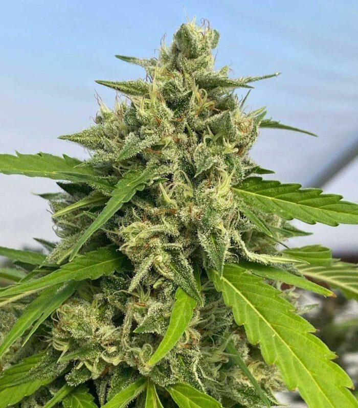 Sementes feminizadas Judge Dread – Karma Genetics