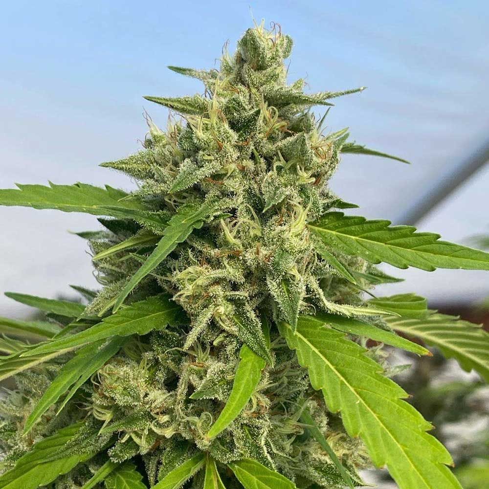 Sementes feminizadas Judge Dread – Karma Genetics