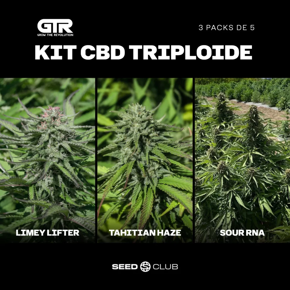 Sementes feminizadas Kit CBD Triploide – GTR Seeds