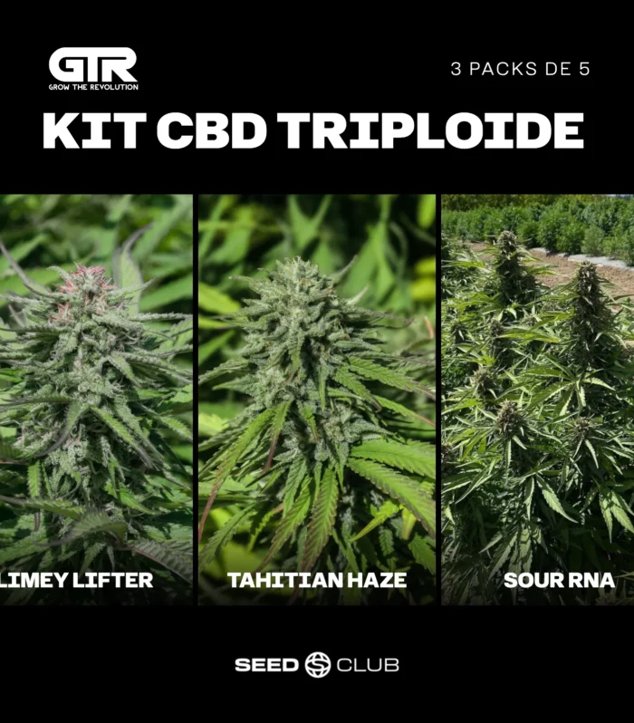Sementes feminizadas Kit CBD Triploide – GTR Seeds