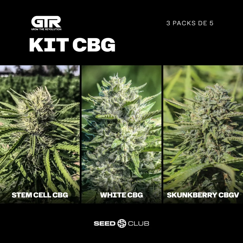 Sementes feminizadas Kit CBG – GTR Seeds