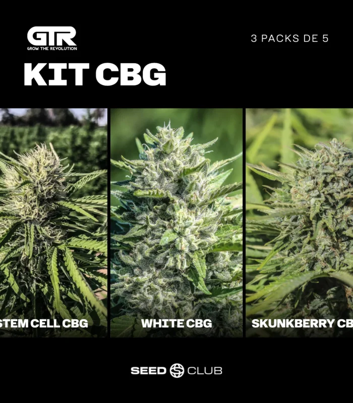 Sementes feminizadas Kit CBG – GTR Seeds