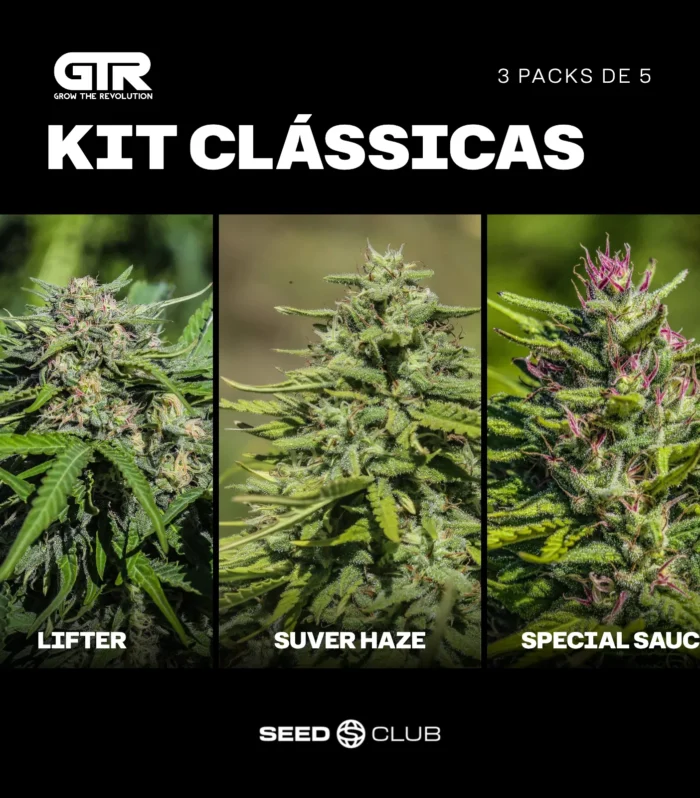 Sementes feminizadas Kit Clássicas – GTR Seeds