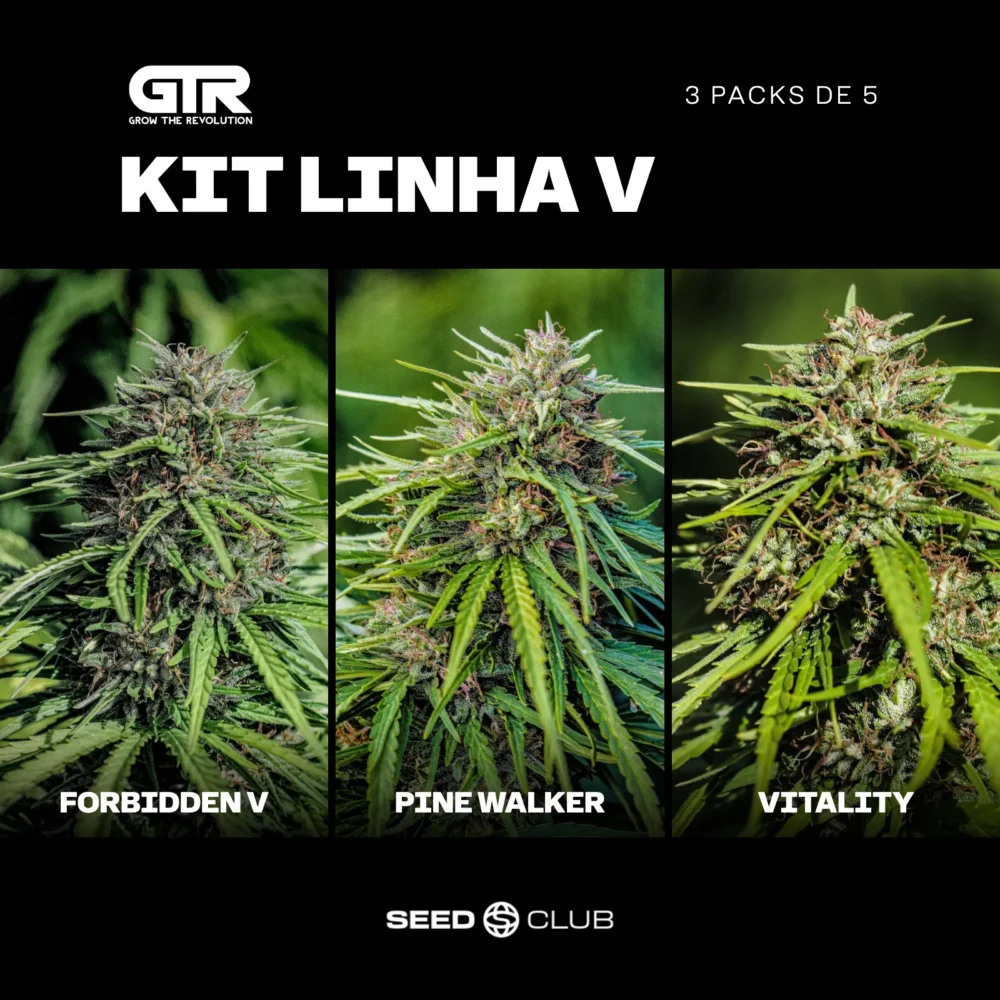 Sementes feminizadas Kit Linha V – GTR Seeds