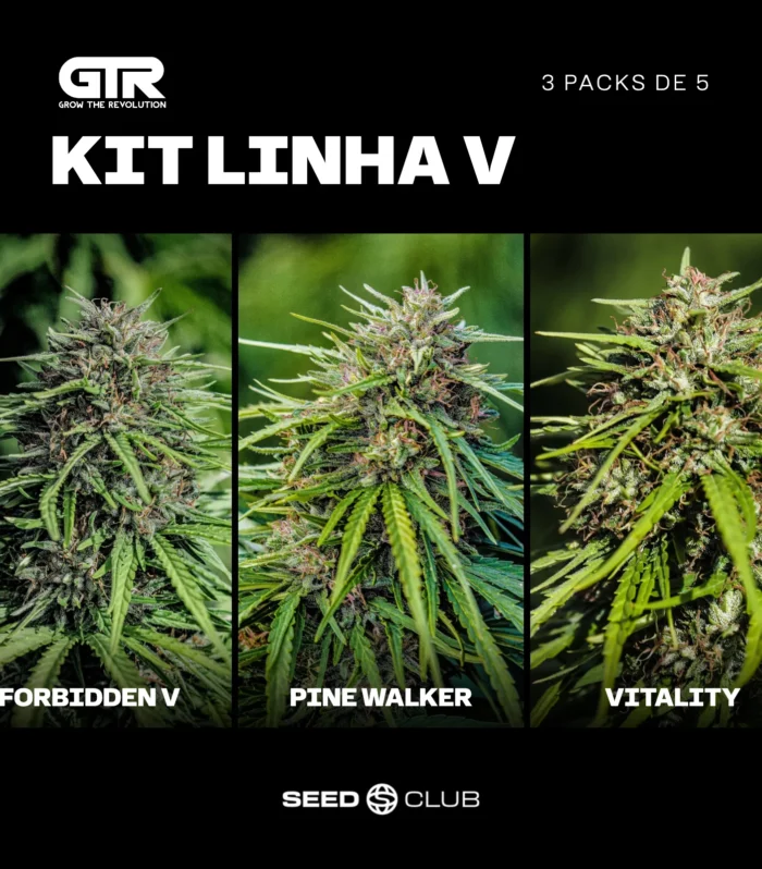 Sementes feminizadas Kit Linha V – GTR Seeds