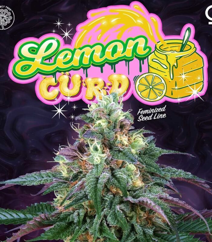 Sementes feminizadas Lemon Curd – Perfect Tree