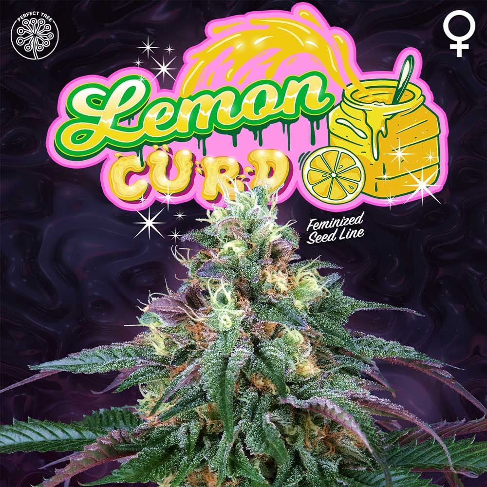 Sementes feminizadas Lemon Curd – Perfect Tree