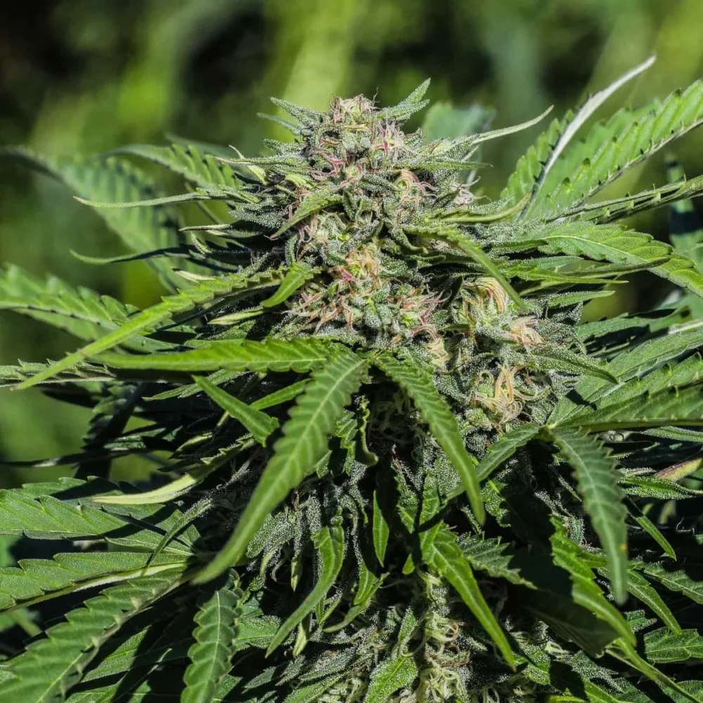 Sementes feminizadas Lifter – GTR Seeds