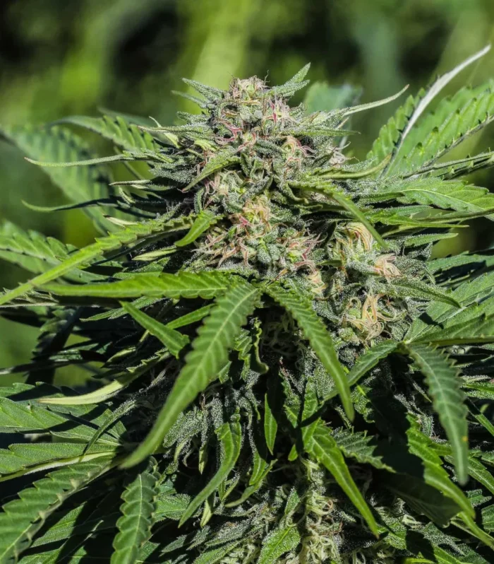 Sementes feminizadas Lifter – GTR Seeds
