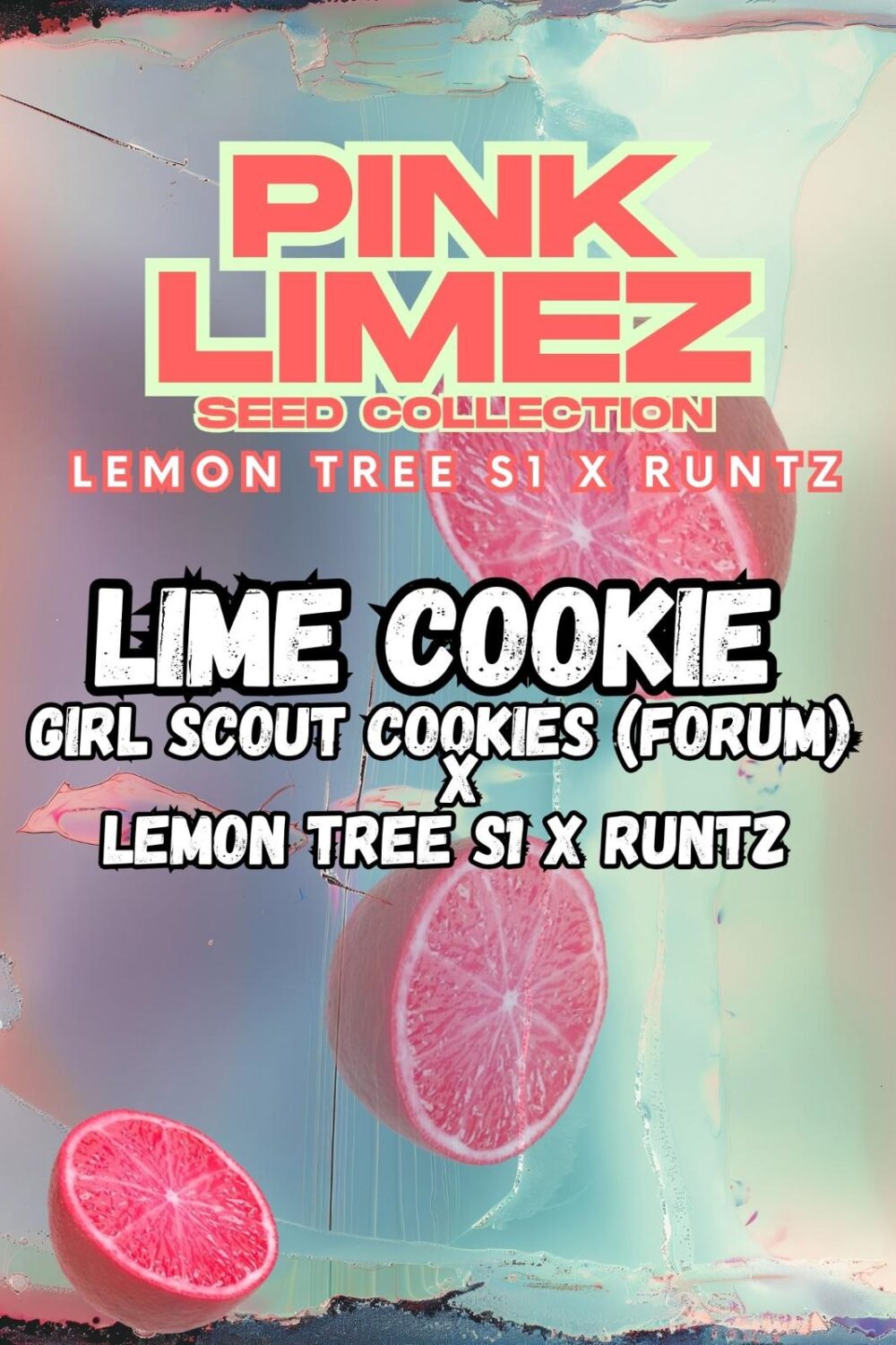 Sementes feminizadas LIME COOKIE – Grounded Genetics