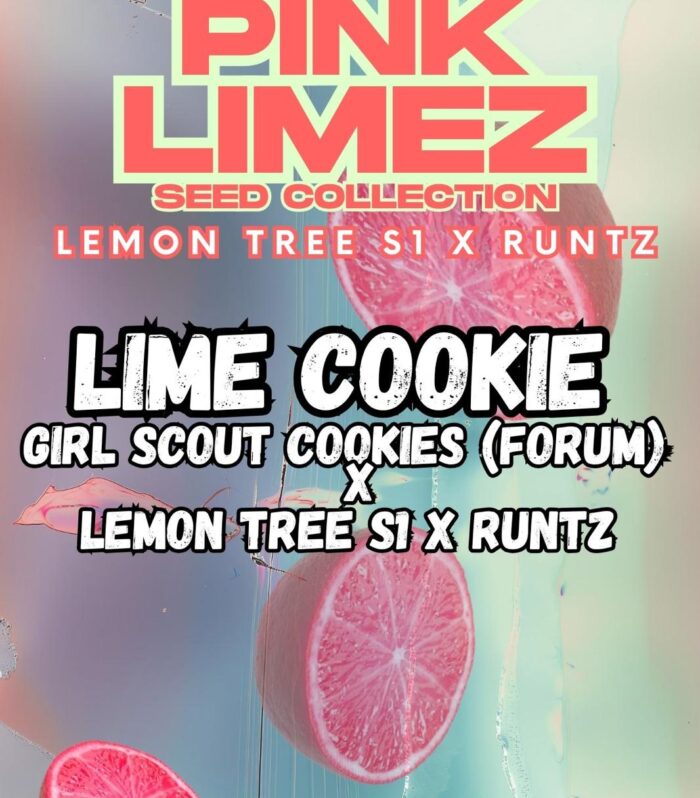 Sementes feminizadas LIME COOKIE – Grounded Genetics