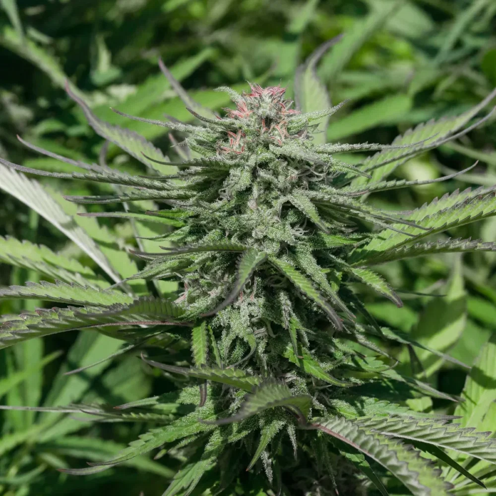 Sementes feminizadas Limey Lifter – GTR Seeds
