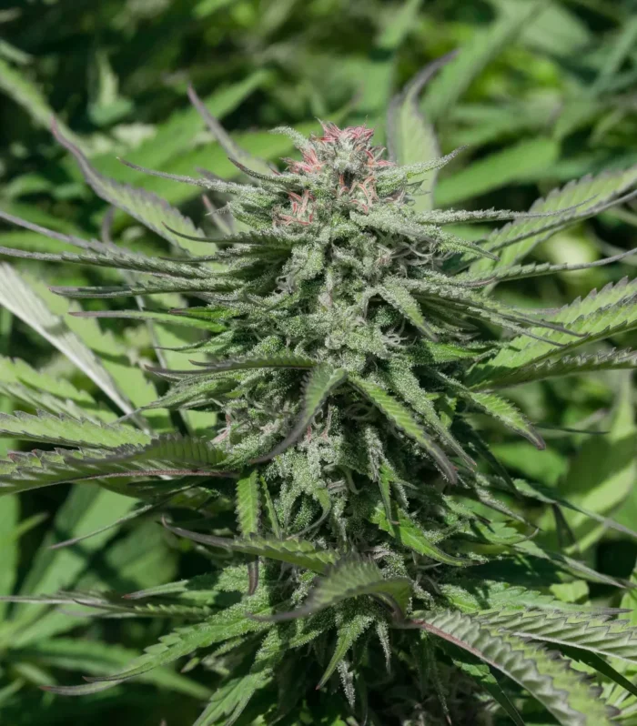 Sementes feminizadas Limey Lifter – GTR Seeds