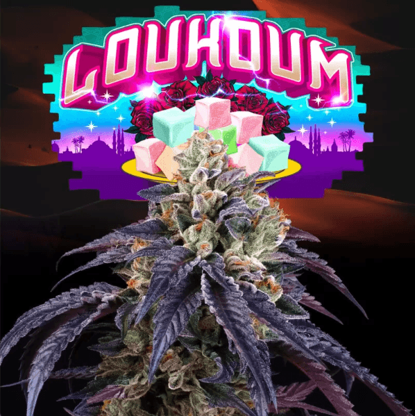 Sementes feminizadas Loukoum – Perfect Tree