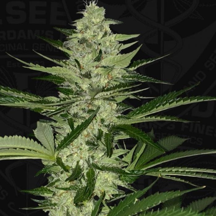 Sementes feminizadas MelonSicle Feminized by T.H.Seeds (Bastards Line)