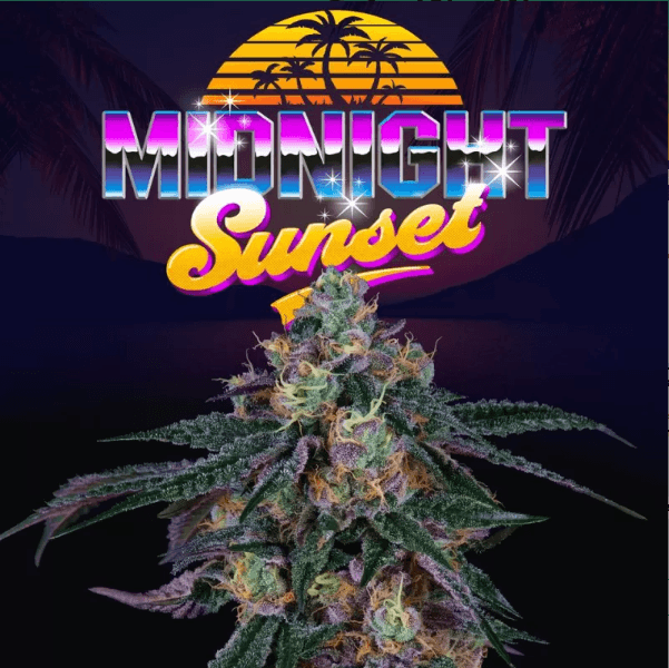 Sementes feminizadas Midnight Sunset – Perfect Tree