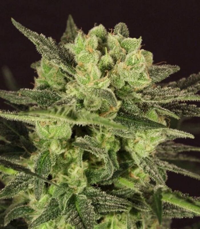 Sementes automáticas MK-Ultra Kush Feminized by T.H.Seeds