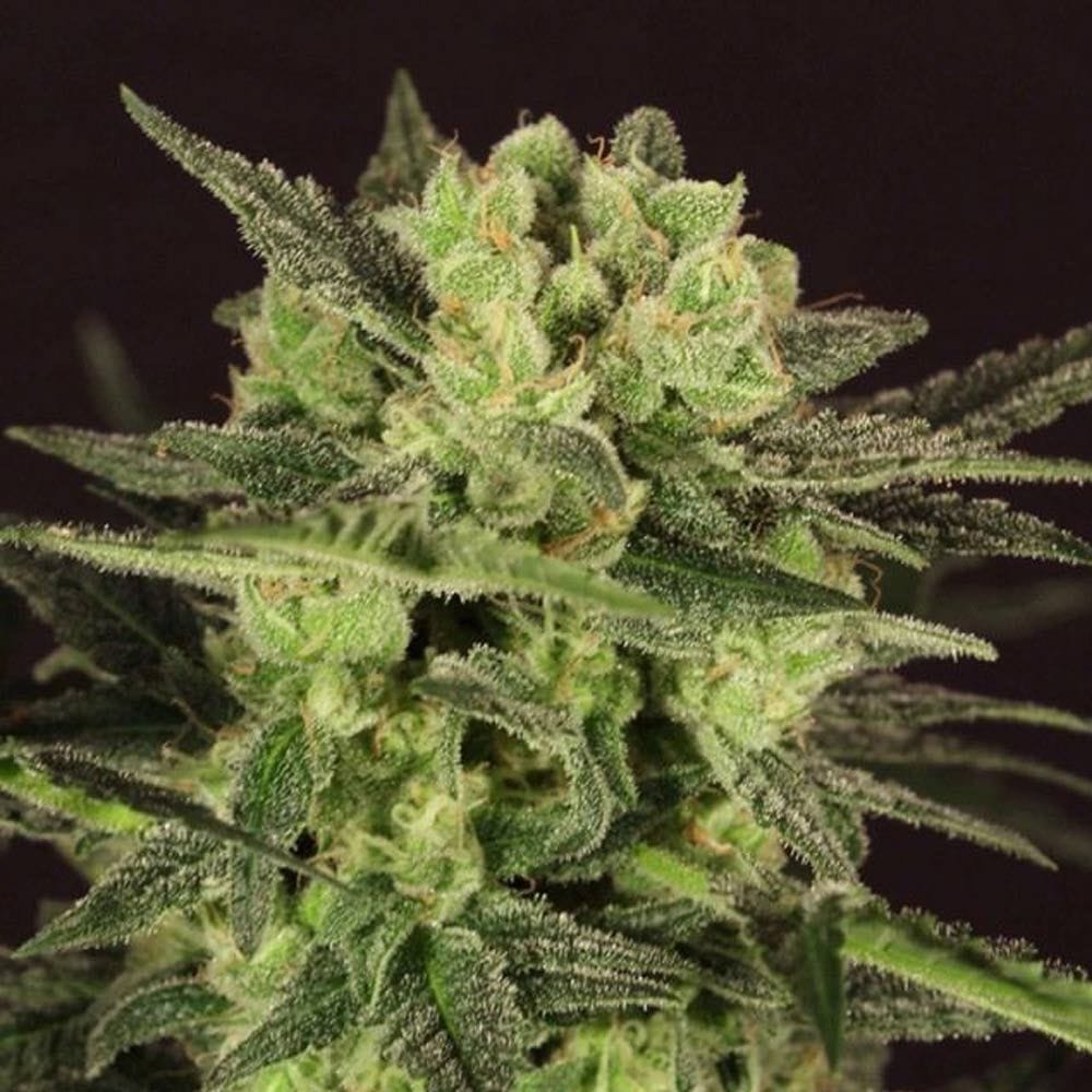 Sementes automáticas MK-Ultra Kush Feminized by T.H.Seeds