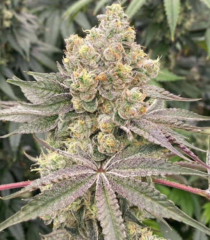 Sementes feminizadas Mop Chopper – Karma Genetics