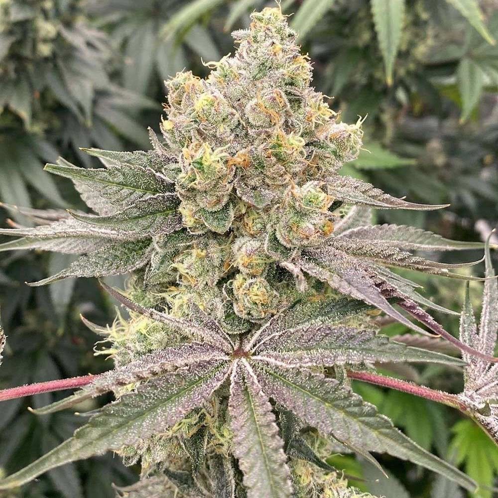 Sementes feminizadas Mop Chopper – Karma Genetics
