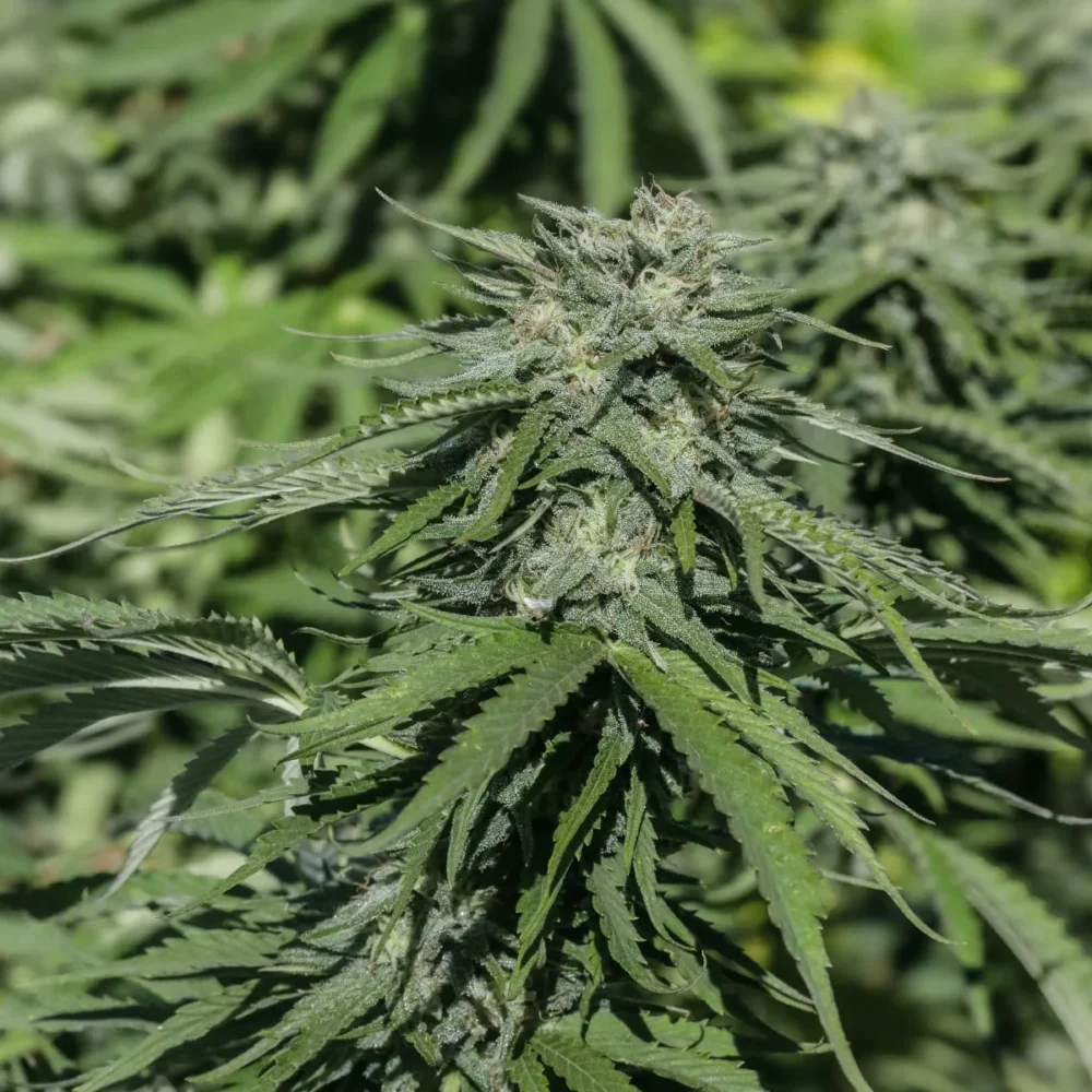 Sementes feminizadas Mountain Apple – GTR Seeds