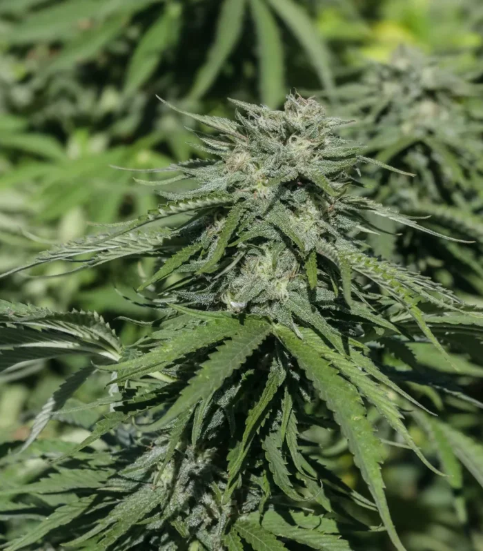 Sementes feminizadas Mountain Apple – GTR Seeds