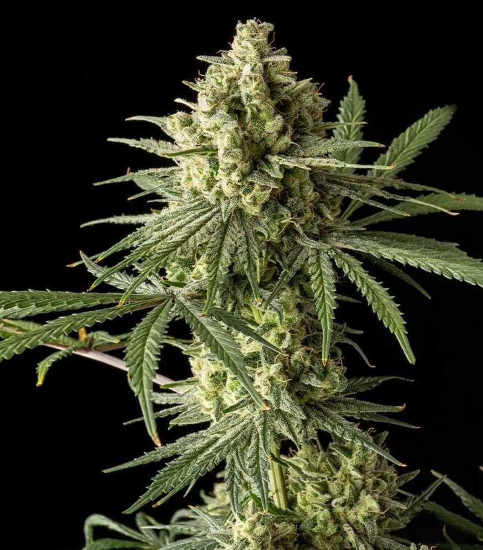 Sementes feminizadas Original Blue Cheese – Original Big Buddha Family Farms