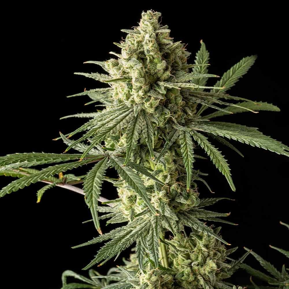 Sementes feminizadas Original Blue Cheese – Original Big Buddha Family Farms