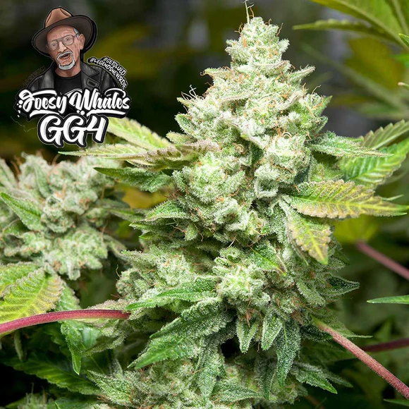 Sementes feminizadas Original Glue #GG4 – GG Genetics