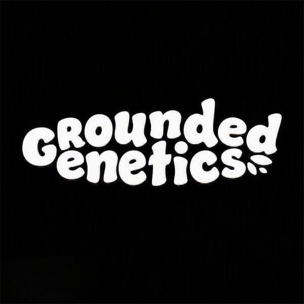 Sementes feminizadas PACK 2 + 2 (BRINDE) – Grounded Genetics