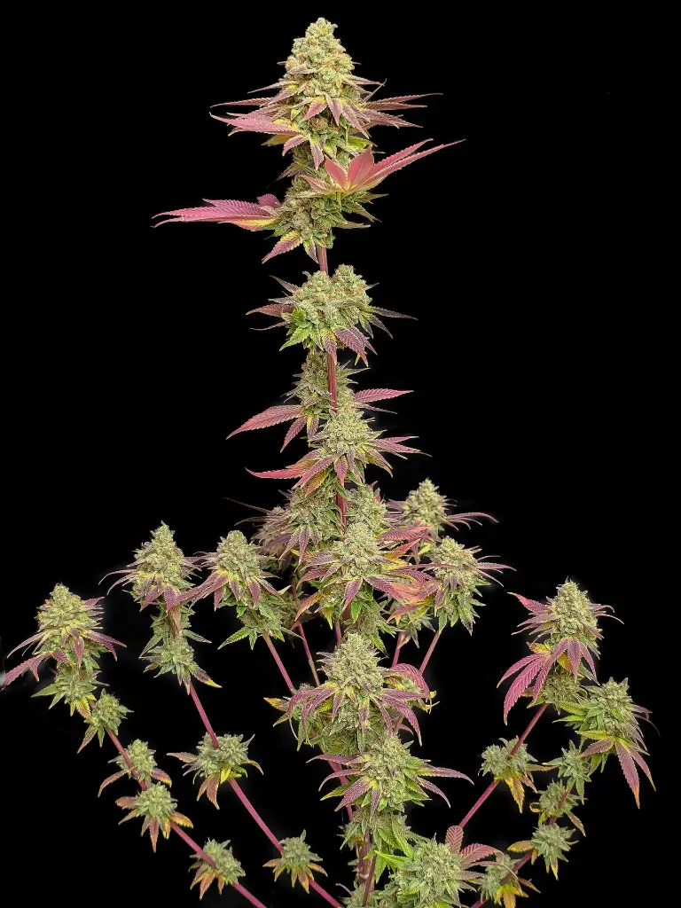 Genética de cannabis Papayana – Zmoothiez Genetics – foto 2