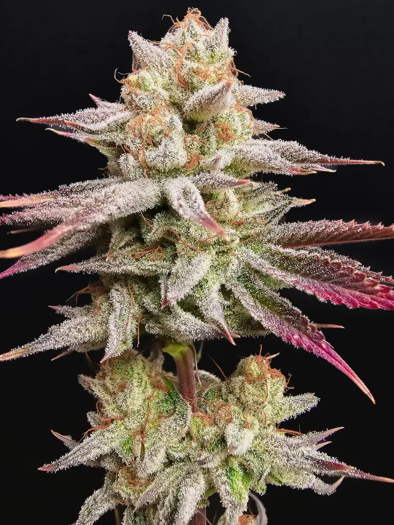 Genética de cannabis Papayana – Zmoothiez Genetics – foto 3