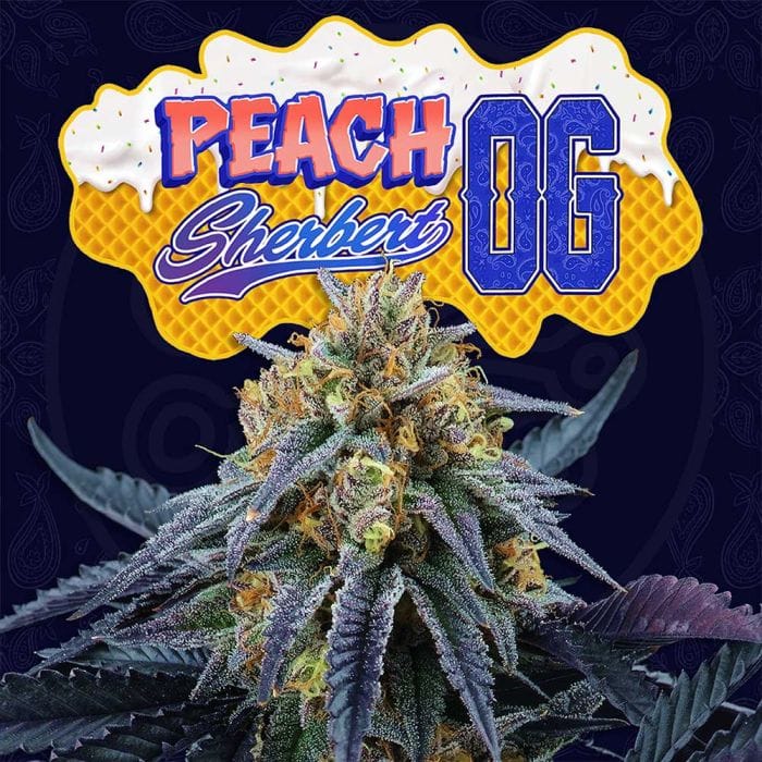 Sementes feminizadas Peach Sherbert – Perfect Tree