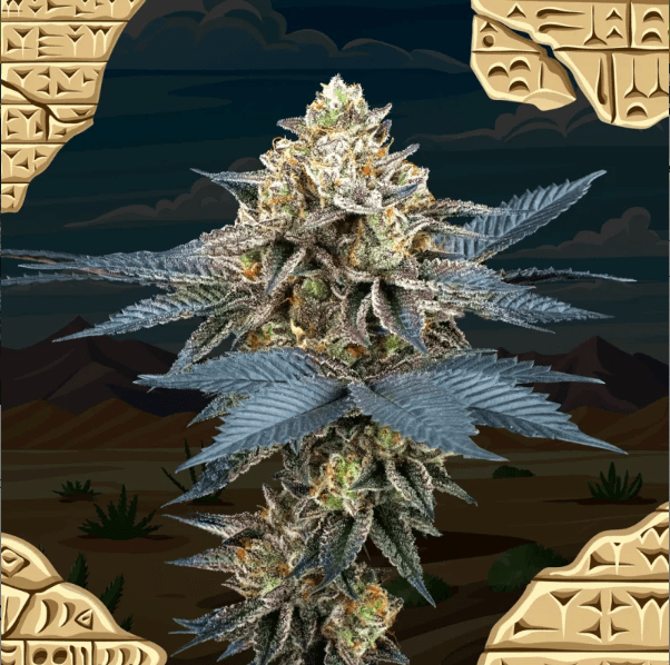 Genética de cannabis Picchu – Perfect Tree – foto 2