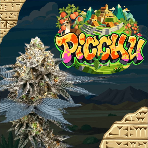 Sementes feminizadas Picchu – Perfect Tree