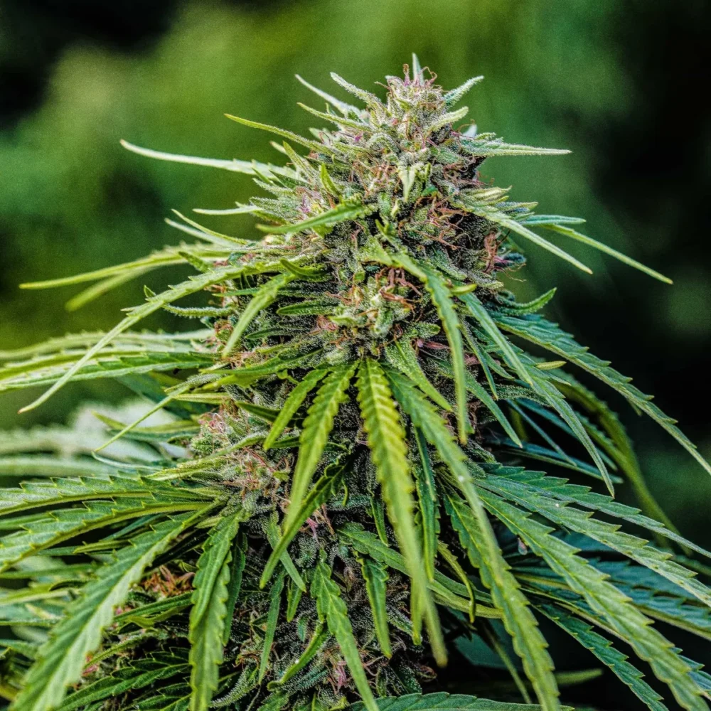 Sementes feminizadas Pine Walker – GTR Seeds