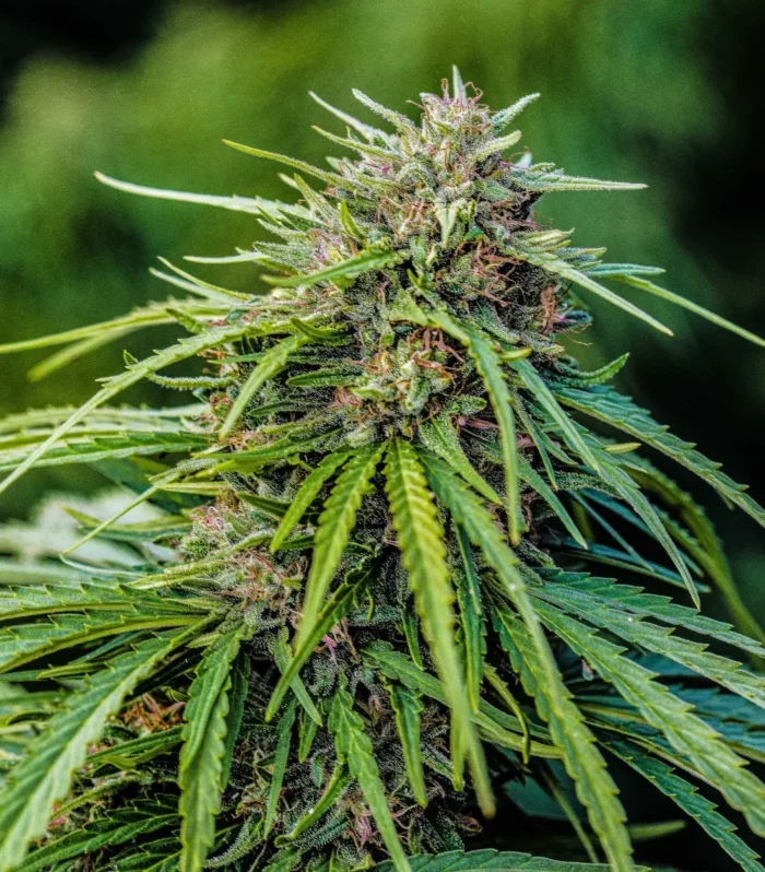 Sementes feminizadas Pine Walker – GTR Seeds