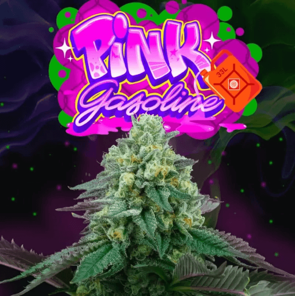 Sementes feminizadas Pink Gasoline – Perfect Tree