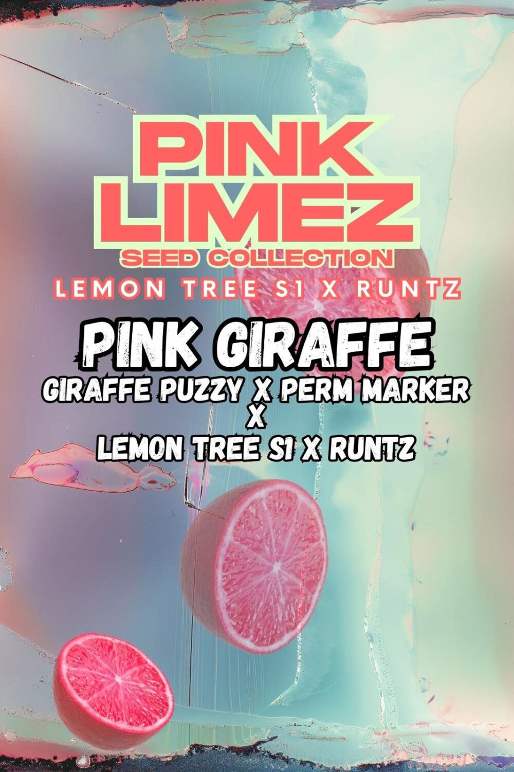 Sementes feminizadas PINK GIRAFFE – Grounded Genetics