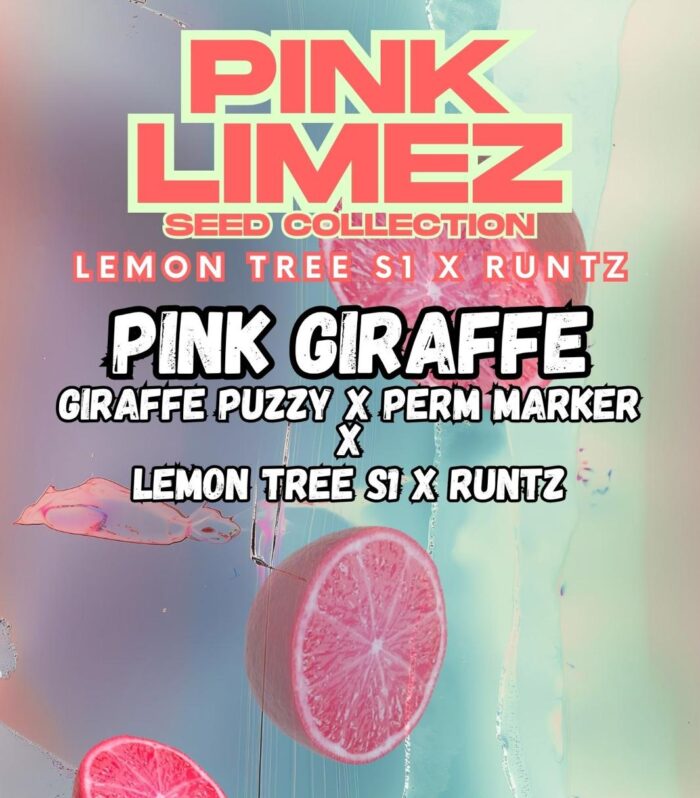 Sementes feminizadas PINK GIRAFFE – Grounded Genetics