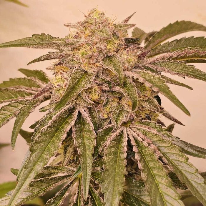 Sementes feminizadas Pink Pie – Karma Genetics