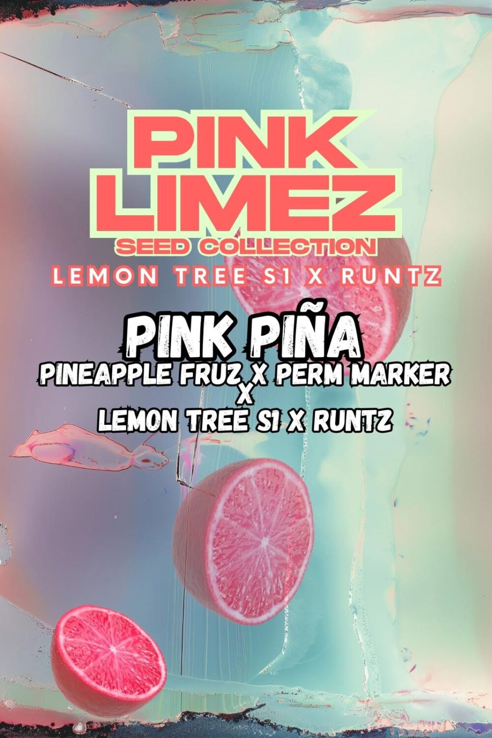 Sementes feminizadas PINK PIÑA – Grounded Genetics