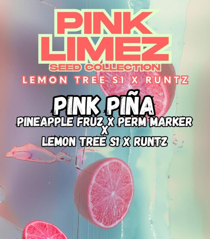 Sementes feminizadas PINK PIÑA – Grounded Genetics