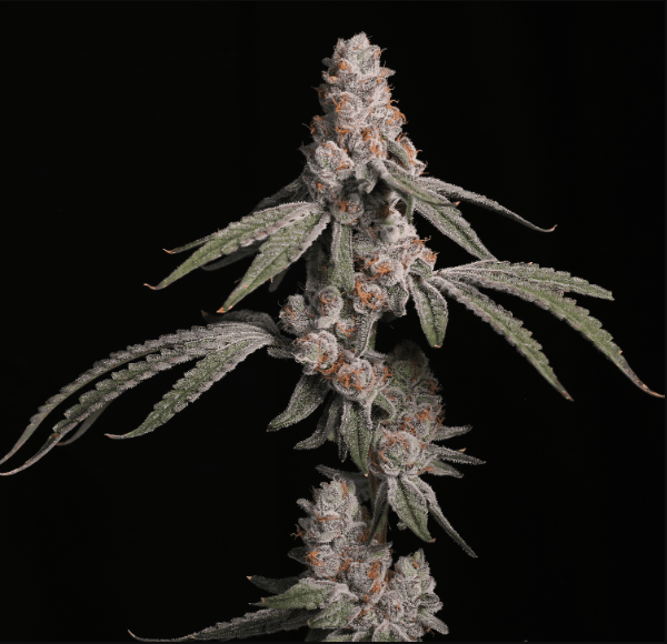 Sementes feminizadas Platinum Kush Breath – InHouse Genetics
