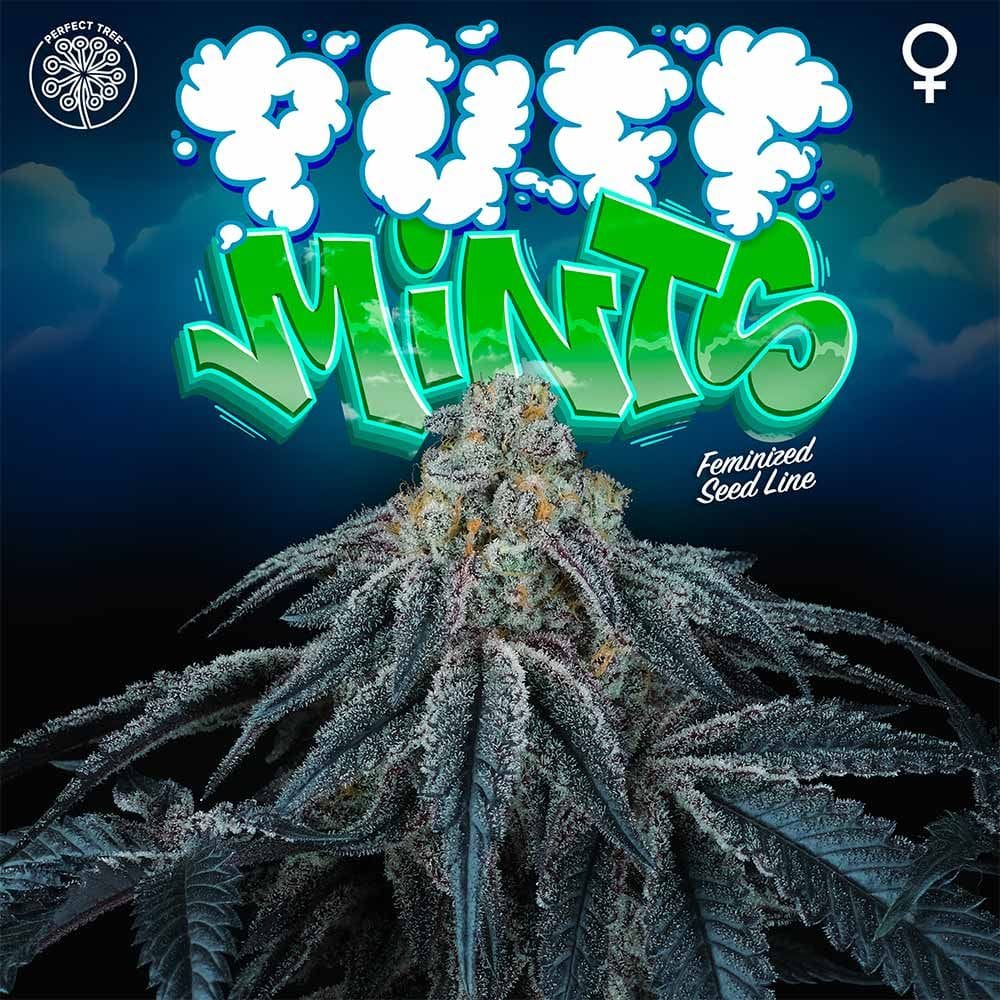 Sementes feminizadas Puff Mints – Perfect Tree